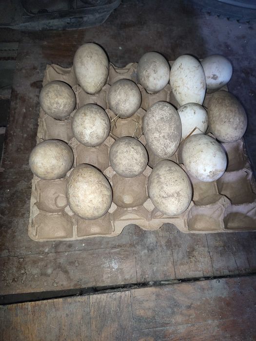 Инкубационные яйца гуся