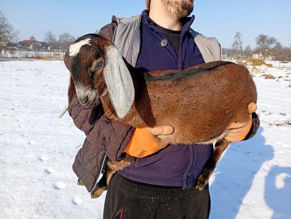 Mascul Anglonubian cu pedigree.