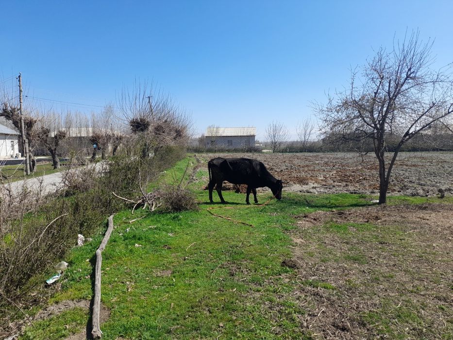 Кадастири бор ер участка. Булунгур Октепа да 58 соток.