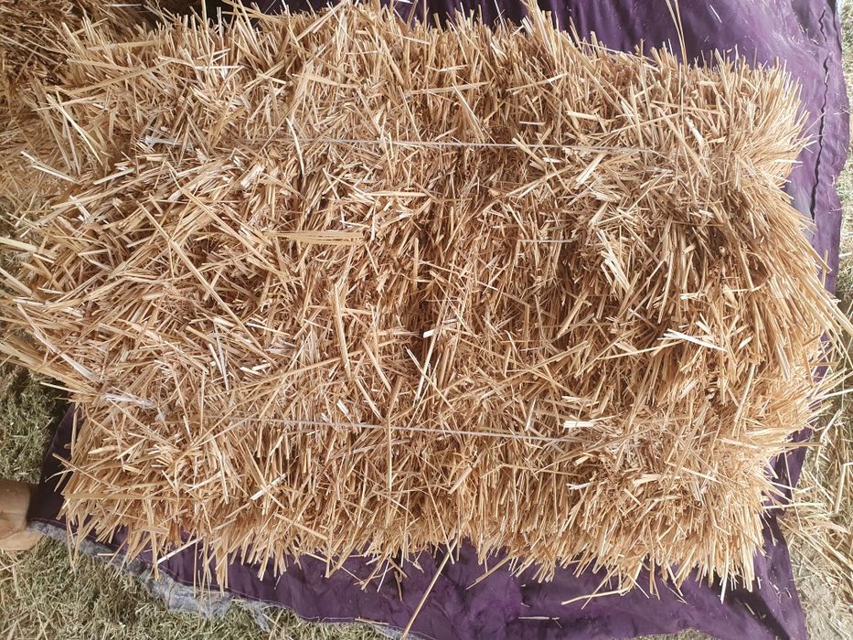 Сомон пресс котта