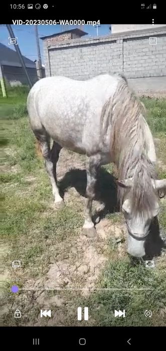 Кобыла бие срочна