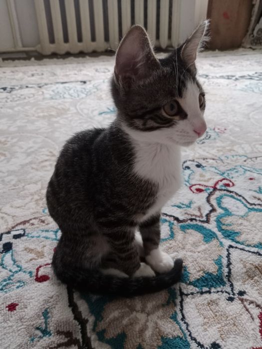 Отдам кота СРОЧНО