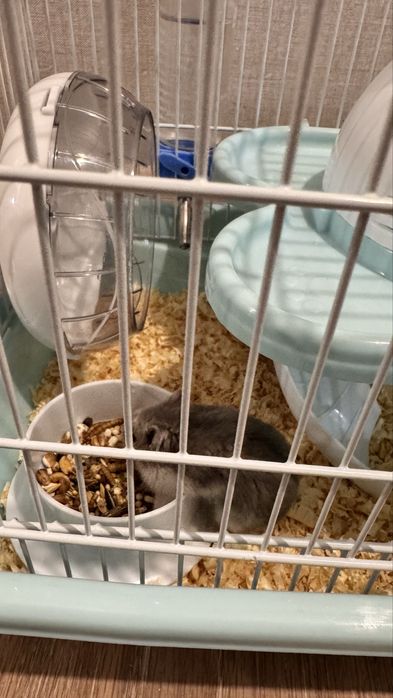 Хомяки джунгарики