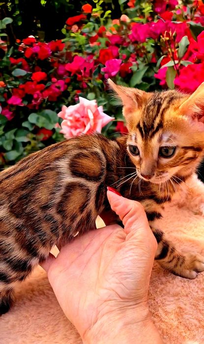 Бронь на лучших бенгалов!