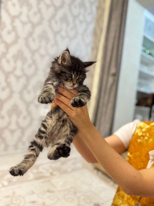 Мейкун котенок 1,5 месяца