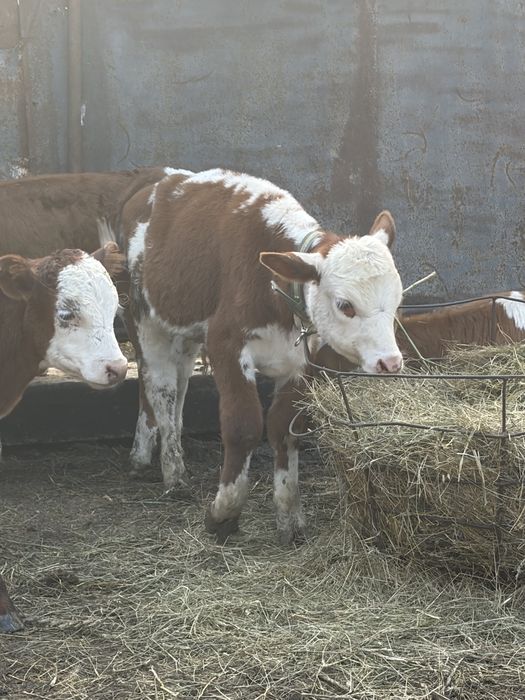 Продам бычков 1,5 месяцев