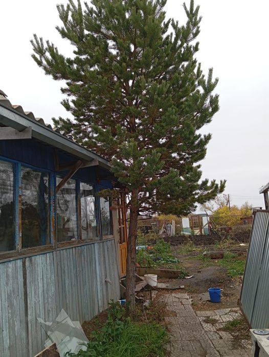 Продается дерево Сосна