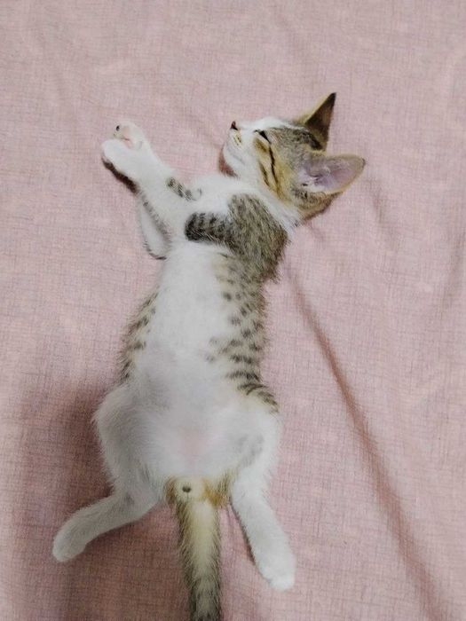 Отдам даром котенка