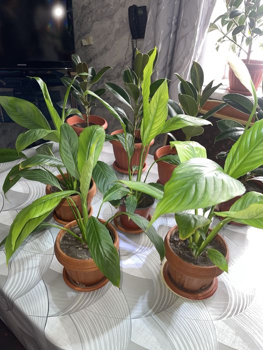 Продам цветы к 8 марту