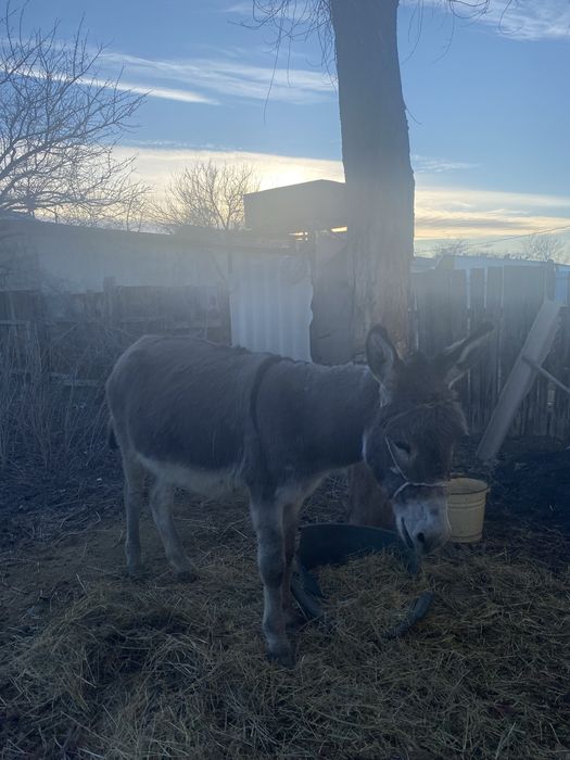 Айғыр ешек сатылады