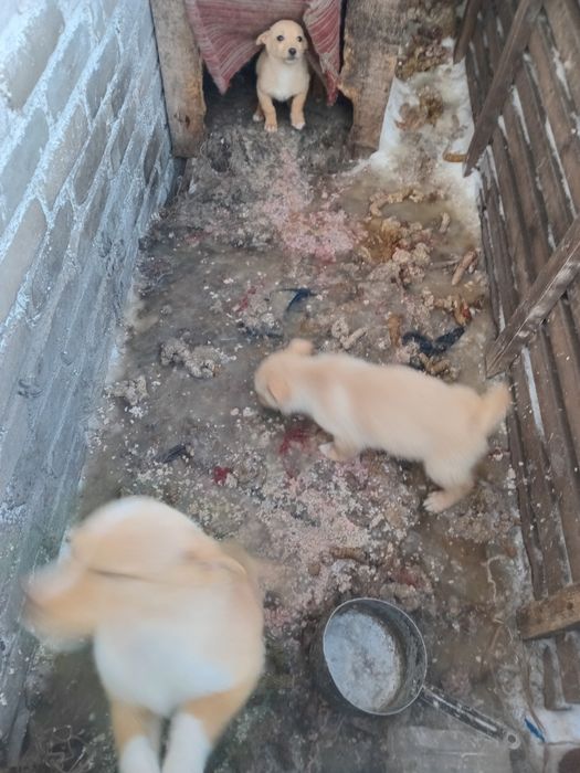 Срочно ищем дом щенкам