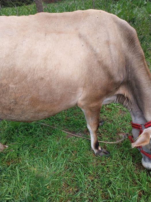 Vand vaca jersey ,curand fatata cu certificat de origine.