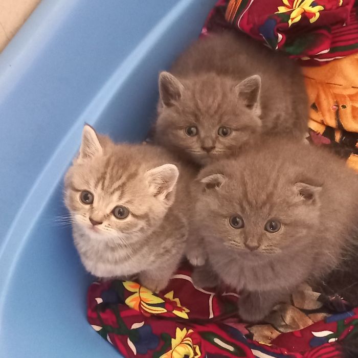 Мушук боллари сотилади