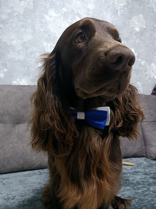 Русский охотничий спаниель для вязок