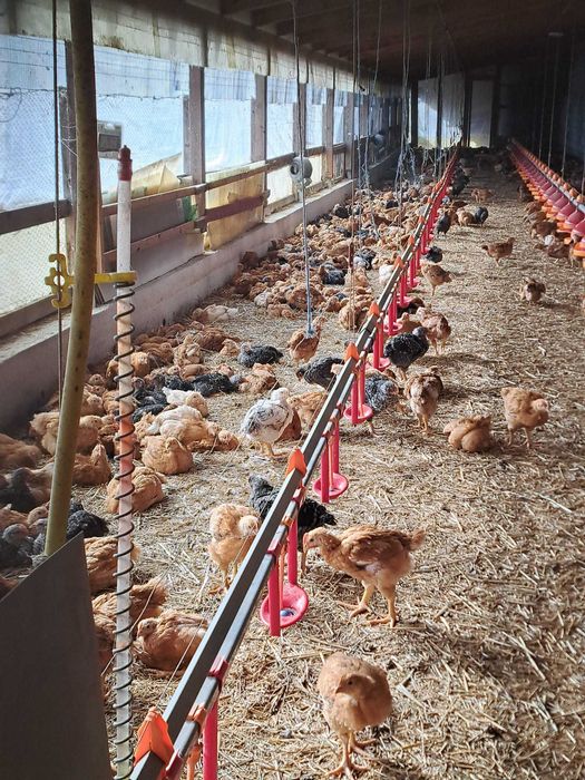 Vand pui rasa mixta 5 saptamani, vaccinuri la zi . 19 lei.