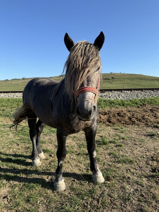 Vand harmasar de 3 ani