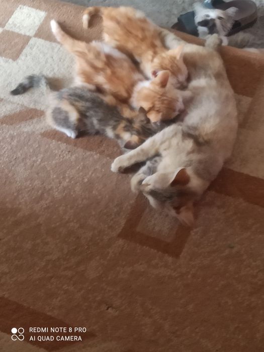Котята пристраиваются