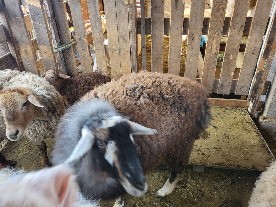 Бараны на откорме.