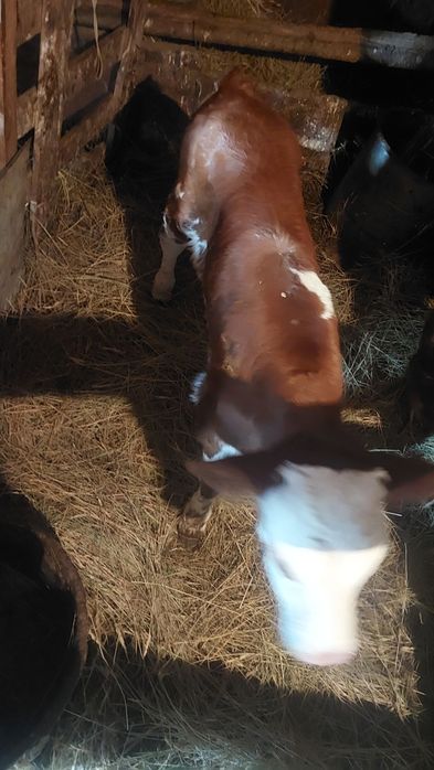 Продам телёнка бычок