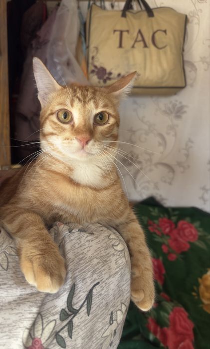 Отдам в добрые руки котиков