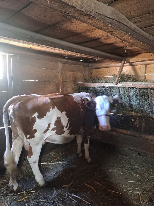 Vacă de vânzare Bălțeată Românească