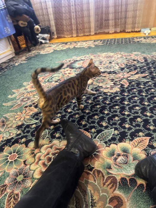 Вязка для бенгала