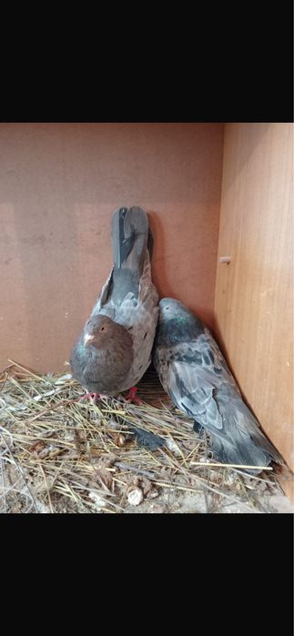 Голуби домашние