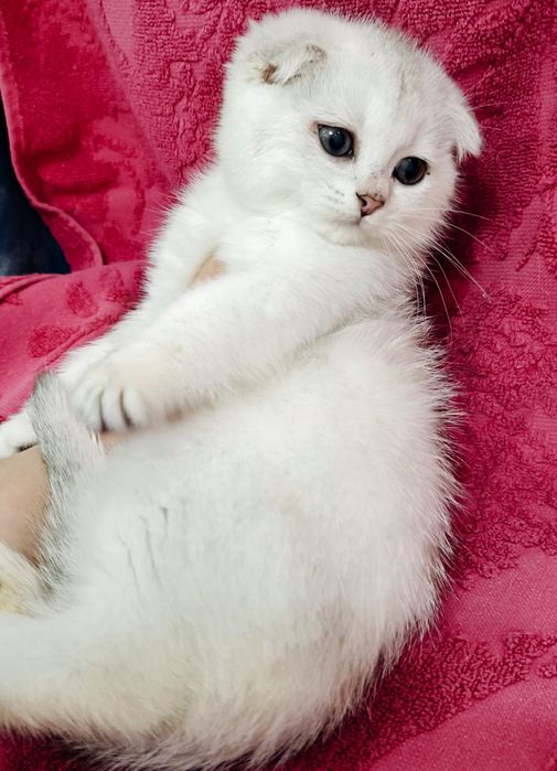 Продаётся чистокровная шотландская девочка скоттиш фолд серебро