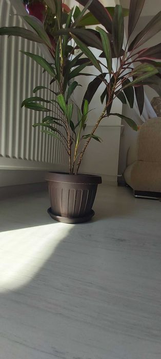 Planta de apartament