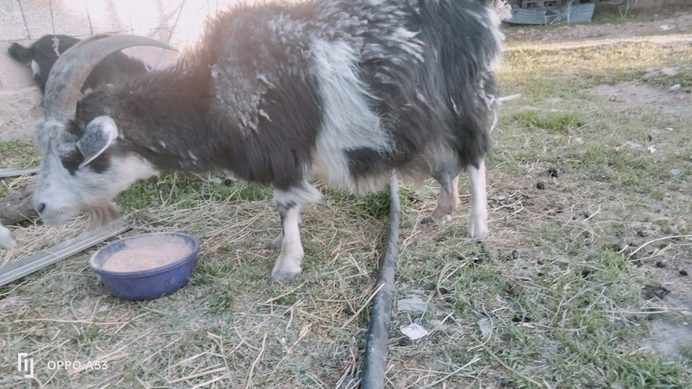 Орыс ешкы сатылады