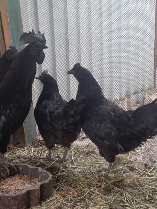 Аям цемани . Куры куры