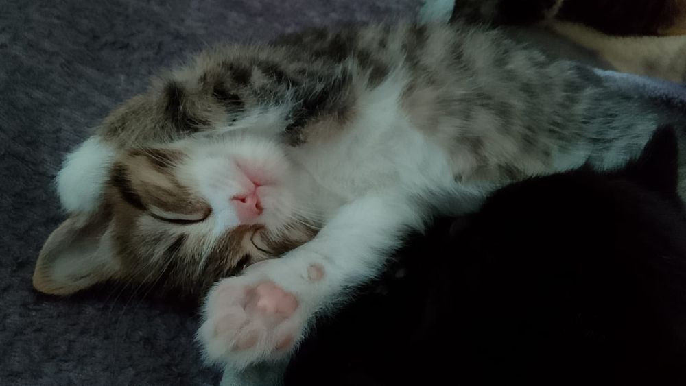 Отдам котят в добрые руки