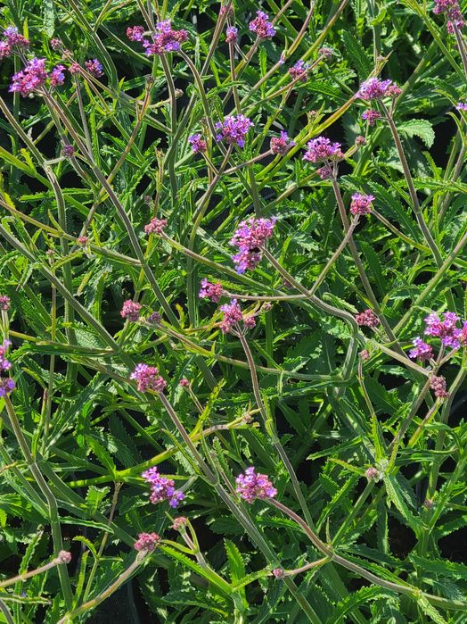Verbina Argentiniana (Verbena Bonariensis)