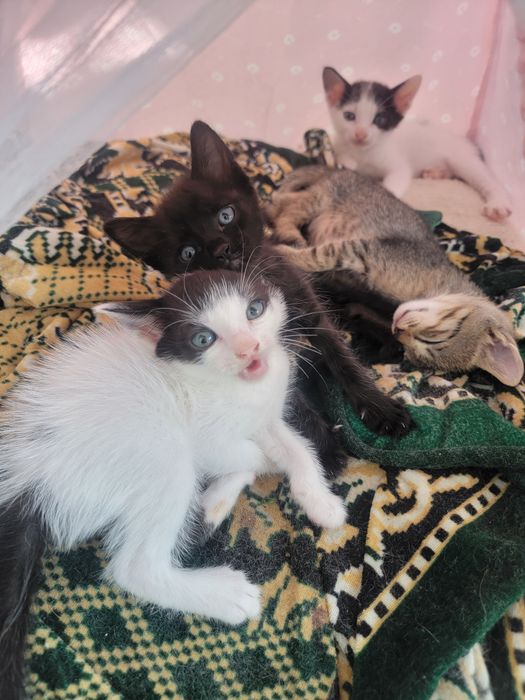Ei nu cer mult... doar o canapea și multă iubire. Adoptă!