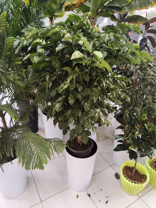 Tuvakli daraxtlar sotiladi optom narxlarda