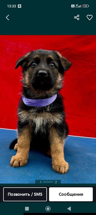 Щенки немецкой овчарки