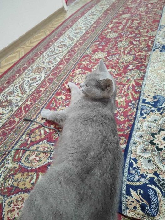 кошка скоттиш-страйта продаётся
