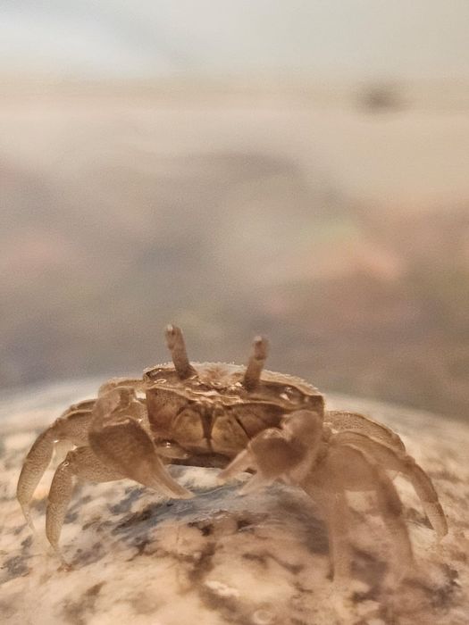 Крабики тропические