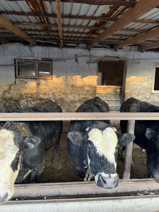 Продаются бычки Откорм