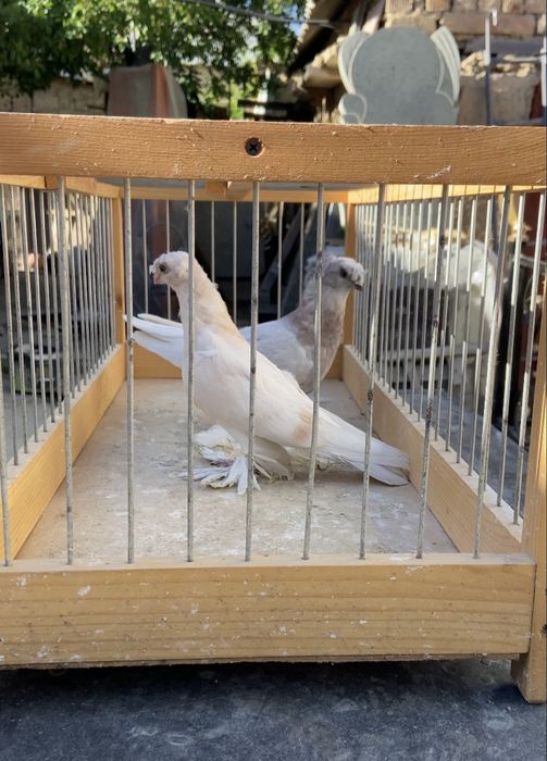 Голуби сирень, тасманка.