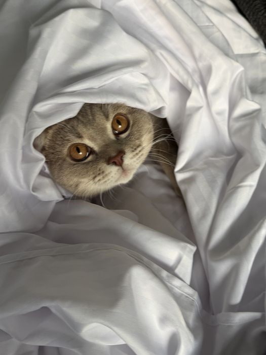 Продам британского кота 15 000