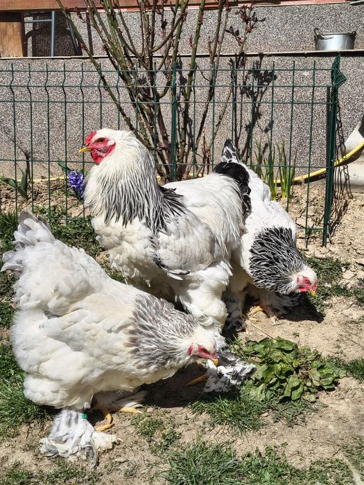 Oua pentru incubat Brahma Columbia Alb-Negru și Alb-Albastru