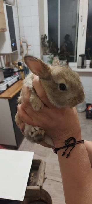 Продаю крольчат.