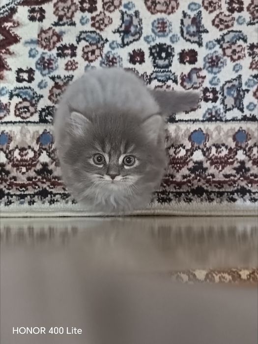 Скоттиш страйт кот