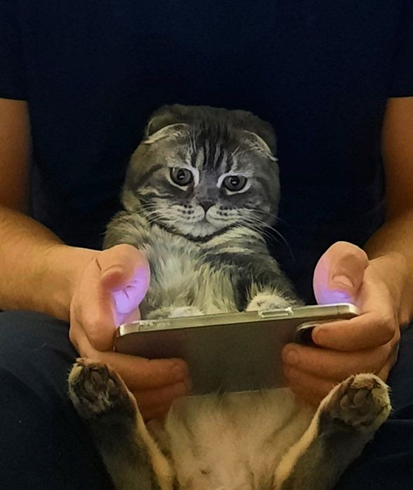 Mushuk sotiladi zoti Scotish Fold