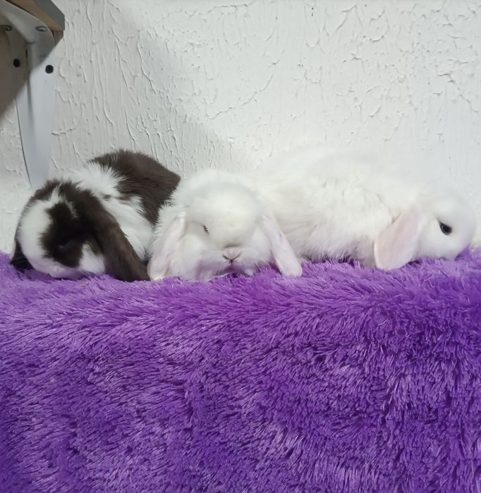 Продаются декоративные кролики (карлики)