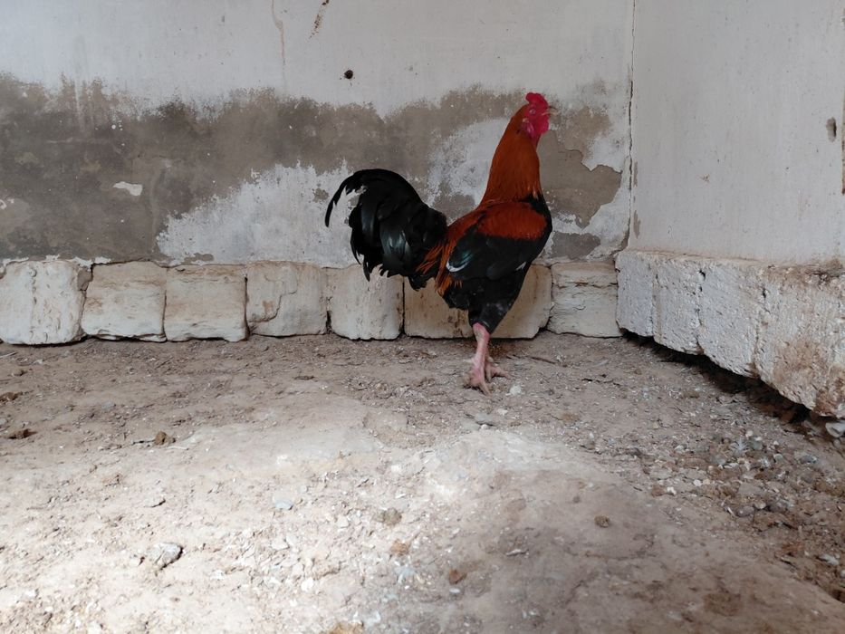 Атештер сатылады