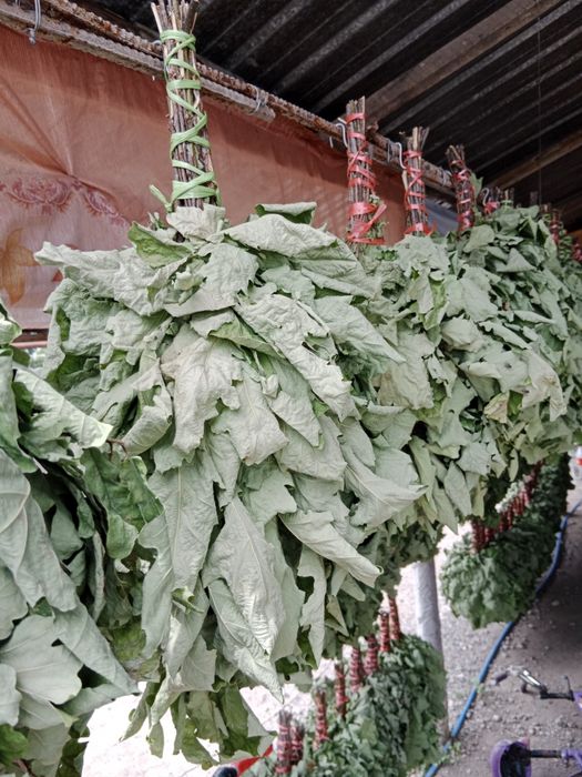 Дубовый веники..