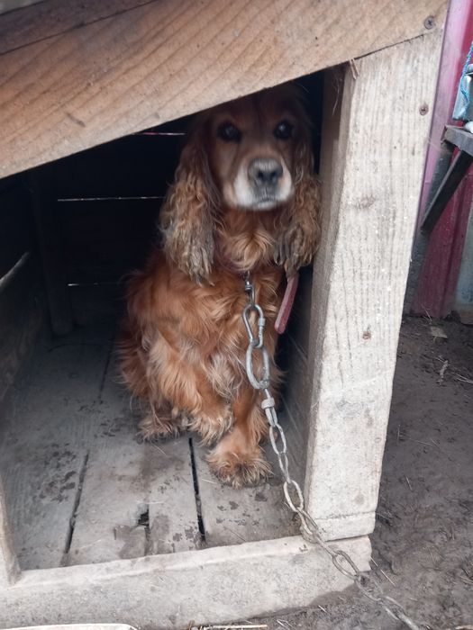 Donez  cucker spaniol