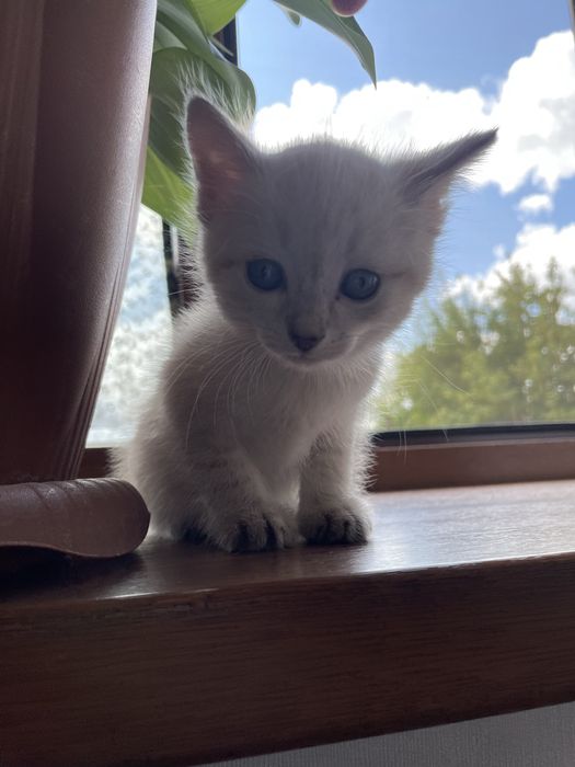 Продам сиамского котенка